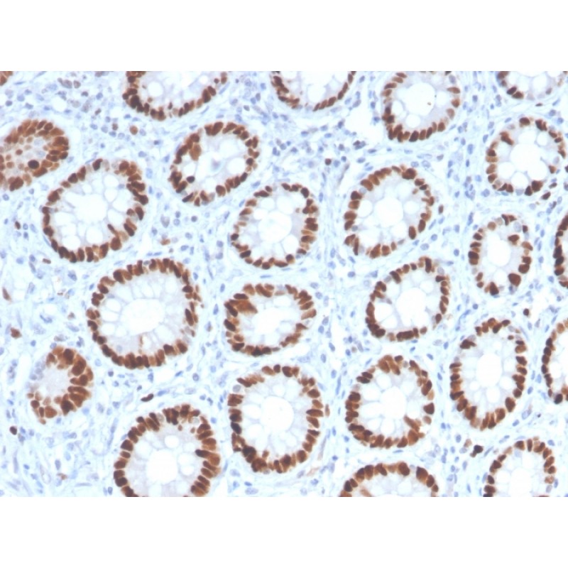 MCM6 (Proliferation Marker)(MCM6/2999), CF488A conjugate, 0.1mg/mL
