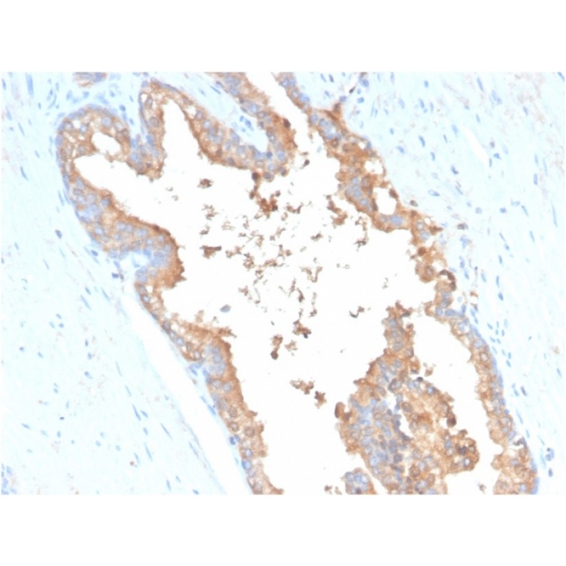Transferrin (Early Marker of Oligodendrocytes)(TF/3001), CF488A conjugate, 0.1mg/mL