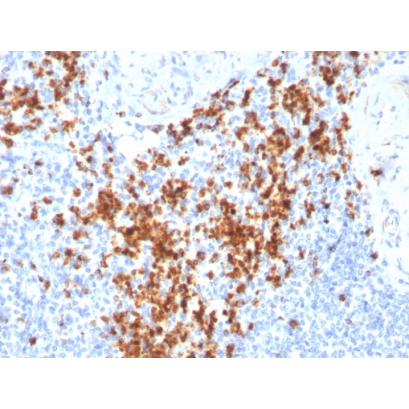 Granzyme B (NK/T-Cell Lymphoma Marker)(GZMB/3014), CF488A conjugate, 0.1mg/mL