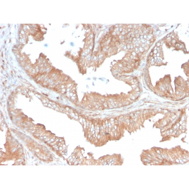 CD47 / IAP (Integrin Associated Protein)(CD47/3019), CF488A conjugate, 0.1mg/mL