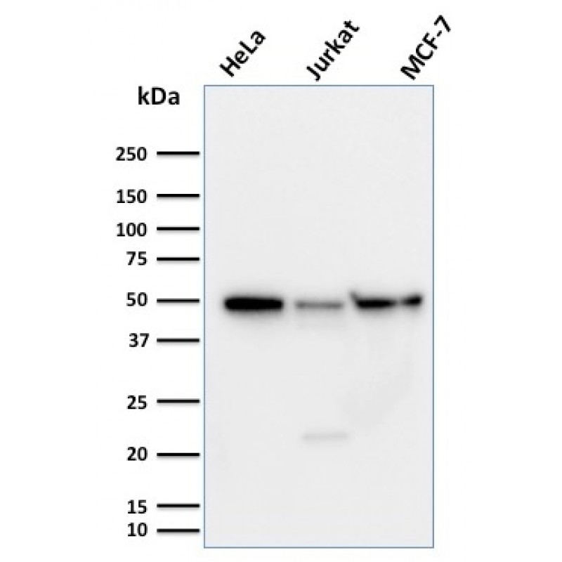 Cyclin A1(XLA1-3), CF488A conjugate, 0.1mg/mL