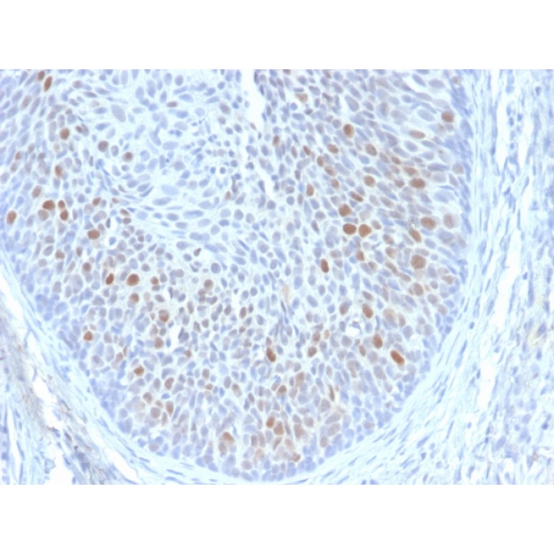 HPV16 E1/E4 (Human Papilloma Virus 16)(HPV16 E1/E4), CF488A conjugate, 0.1mg/mL
