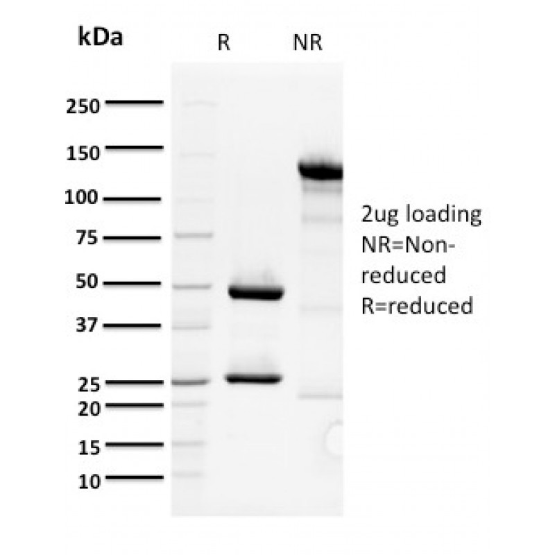 ORC1(7F6/1), CF488A conjugate, 0.1mg/mL