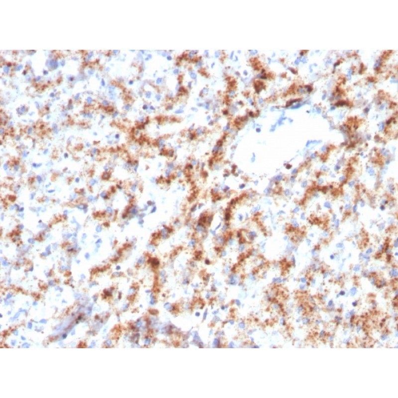 Biotium BNC883082-100, Cathepsin D (Tumor Marker)(CTSD/3082), CF488A conjugate, 0.1mg/mL