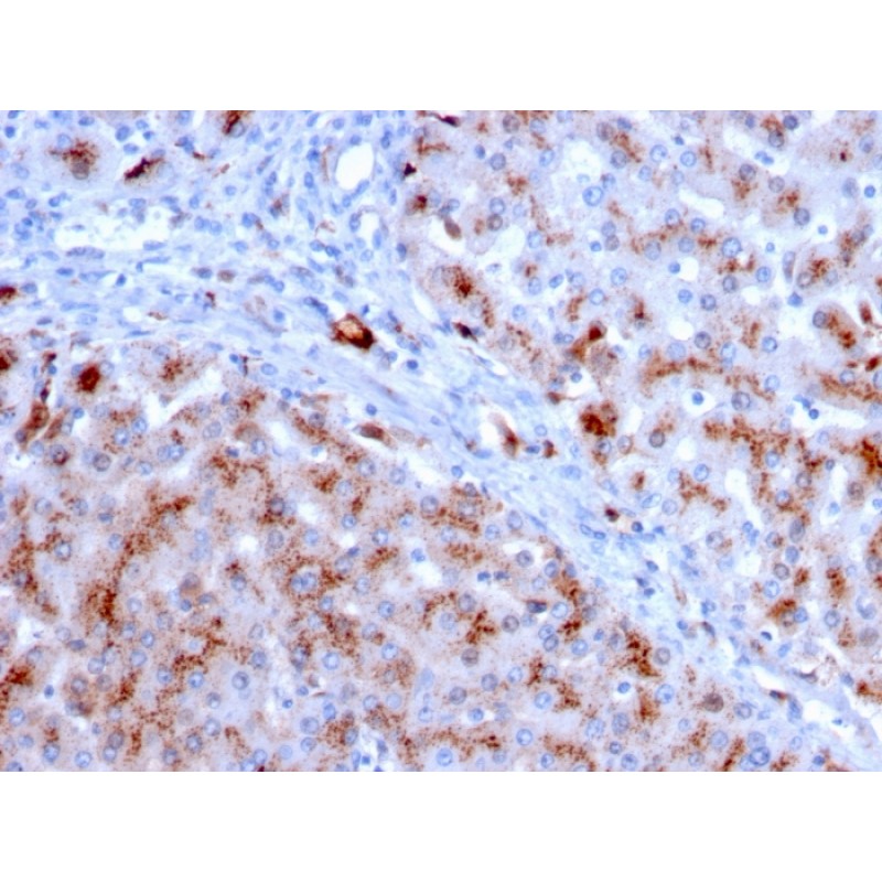 Biotium BNC883083-100, Cathepsin D (Tumor Marker)(CTSD/3083), CF488A conjugate, 0.1mg/mL