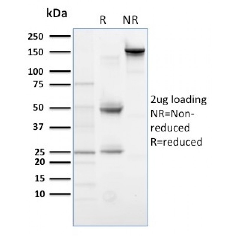 PLK1 (Marker of Mitosis)(AZ44), CF488A conjugate, 0.1mg/mL