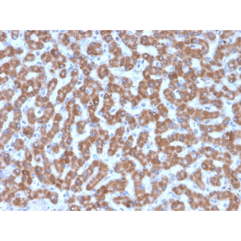 Prohibitin (Mitochondrial Marker)(PHB/3227), CF488A conjugate, 0.1mg/mL