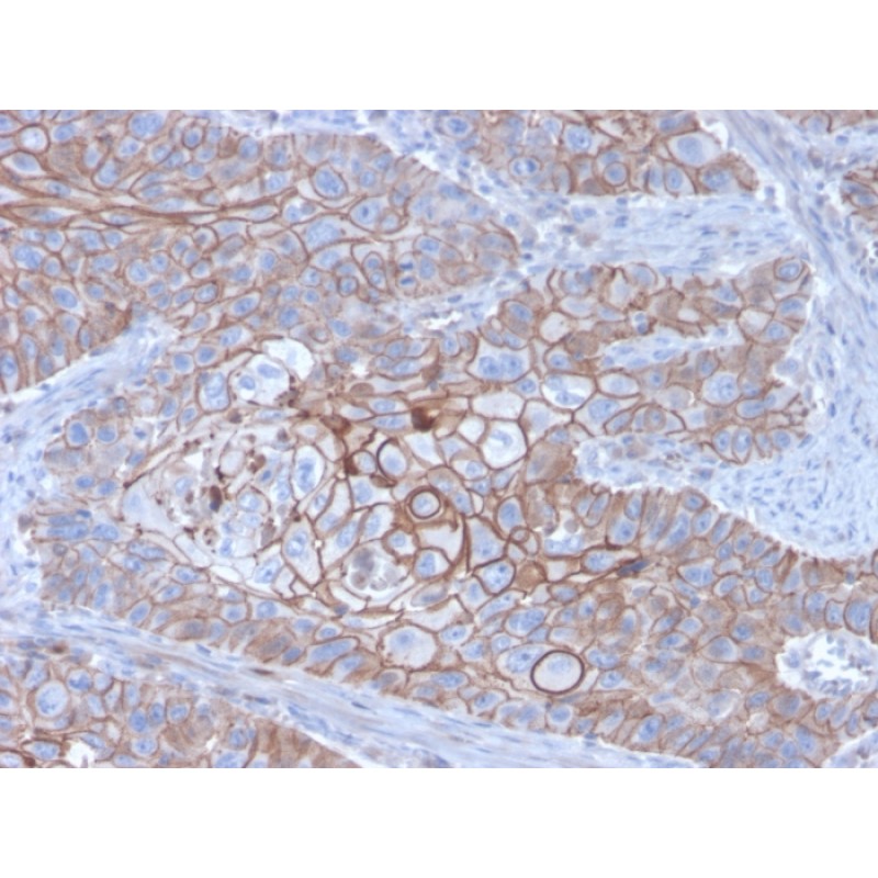 E-Cadherin (CDH1) / CD324 (Intercellular Junction Marker)(CDH1/3256), CF488A conjugate, 0.1mg/mL