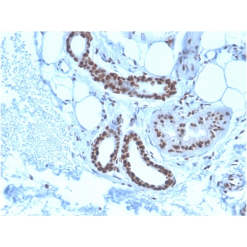 Nucleophosmin (Acute Myeloid Leukemia Marker)(NPM1/3285), CF488A conjugate, 0.1mg/mL