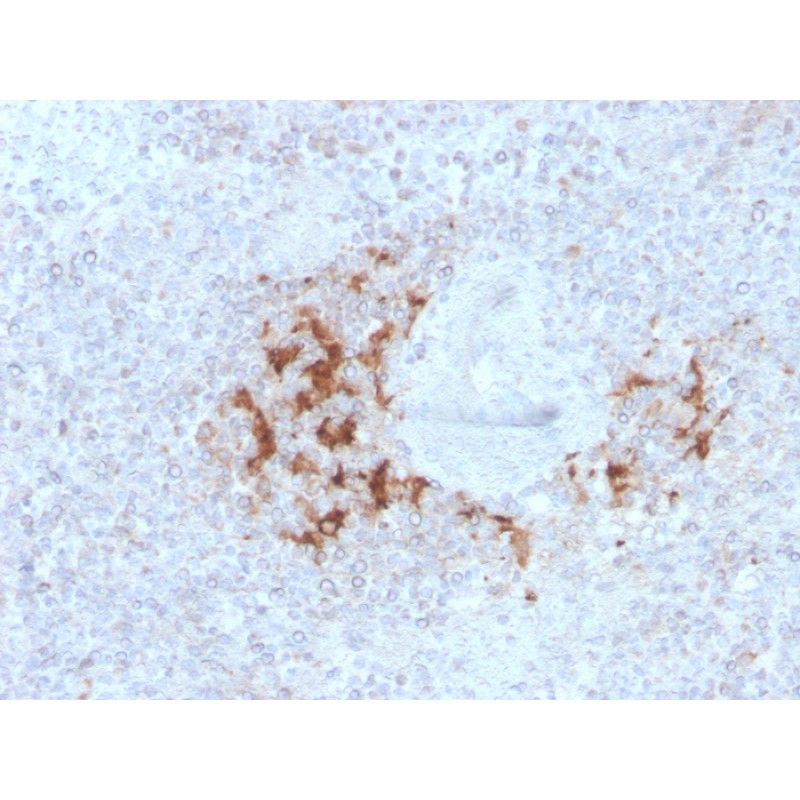 TRAF1 (TNFR-Associated Factor 1) (Lymphomatoid Papulosis Marker)(TRAF1/3298), CF488A conjugate, 0.1mg/mL