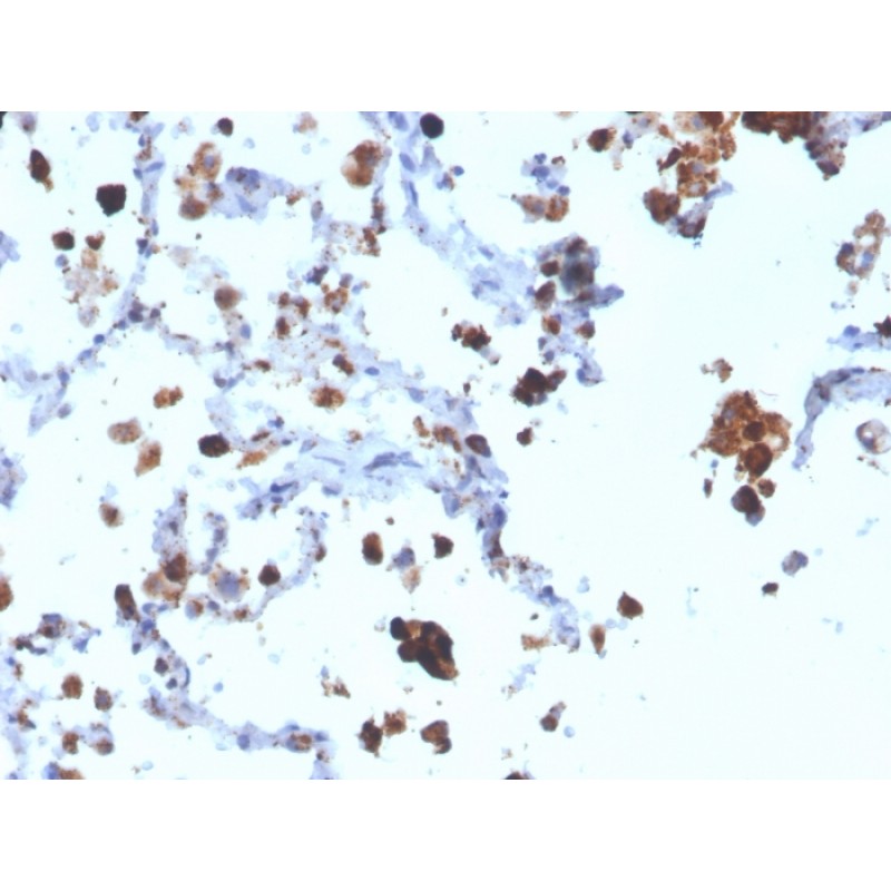 Napsin A (Lung Adenocarcinoma Marker)(NAPSA/3308), CF488A conjugate, 0.1mg/mL