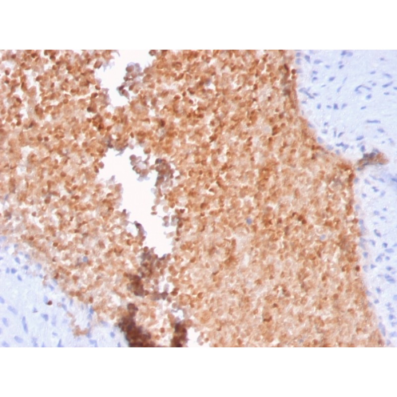 Fodrin / Alpha Spectrin II (SPTAN1) / NEAS(SPTAN1/3352), CF488A conjugate, 0.1mg/mL