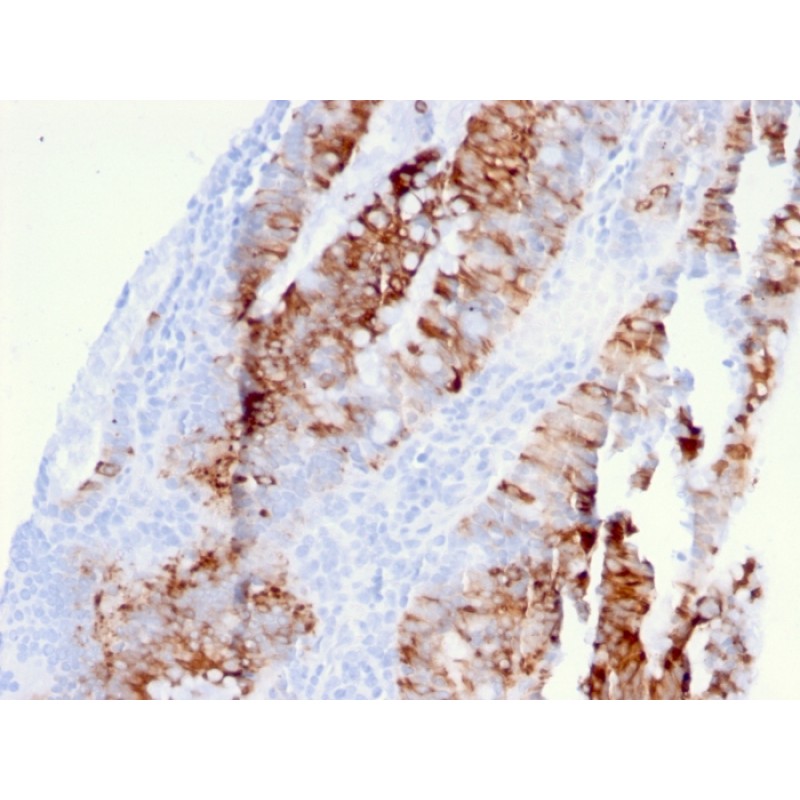 Biotium BNC883381-100, CD262 / DR5(DR5/3381), CF488A conjugate, 0.1mg/mL