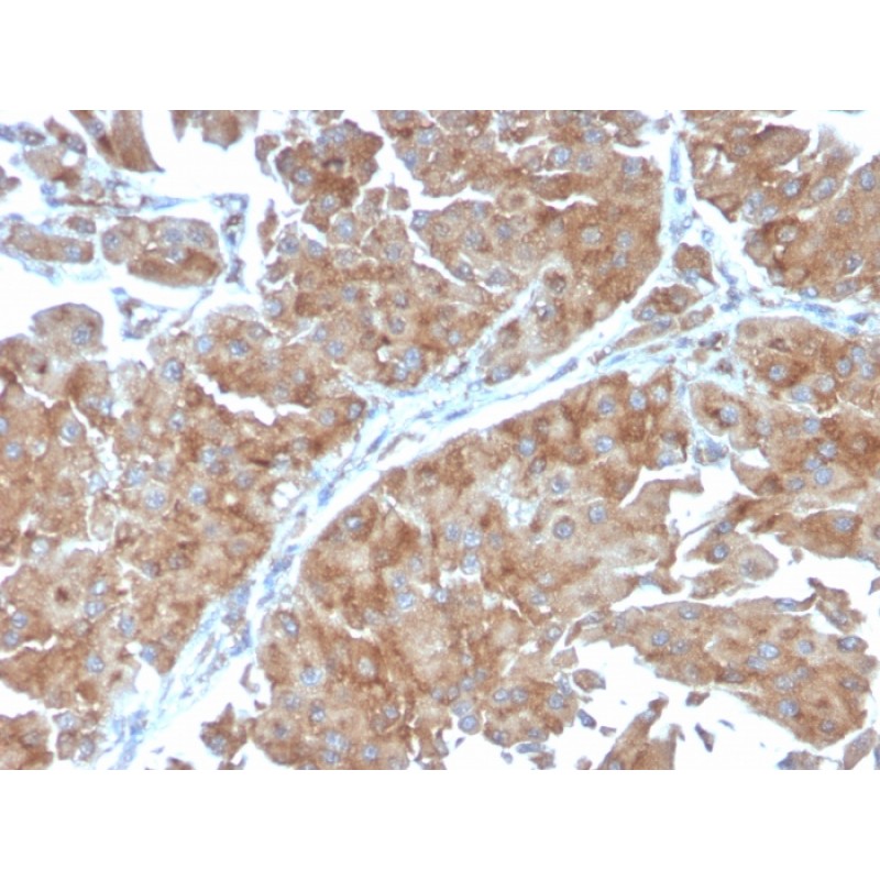 PAI-RBP1 / SERBP1 / SERPINE1(SERBP1/3498), CF488A conjugate, 0.1mg/mL