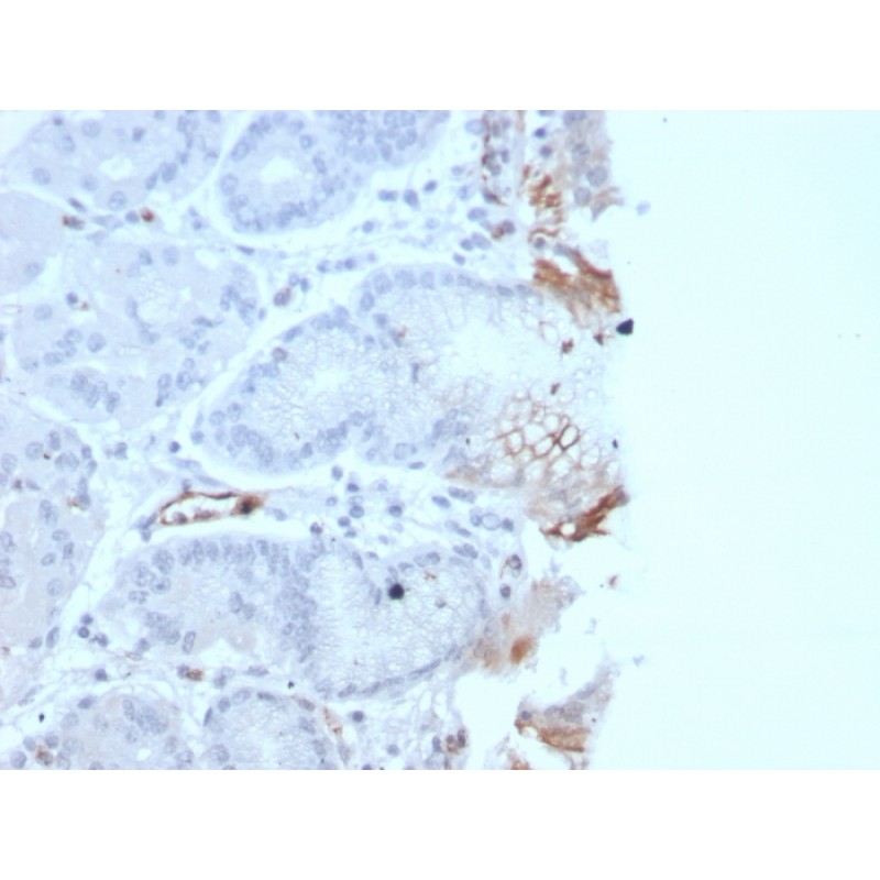 von Willebrand Factor / Factor VIII Related-Ag (Endothelial Marker)(rVWF/2480), CF488A conjugate, 0.1mg/mL