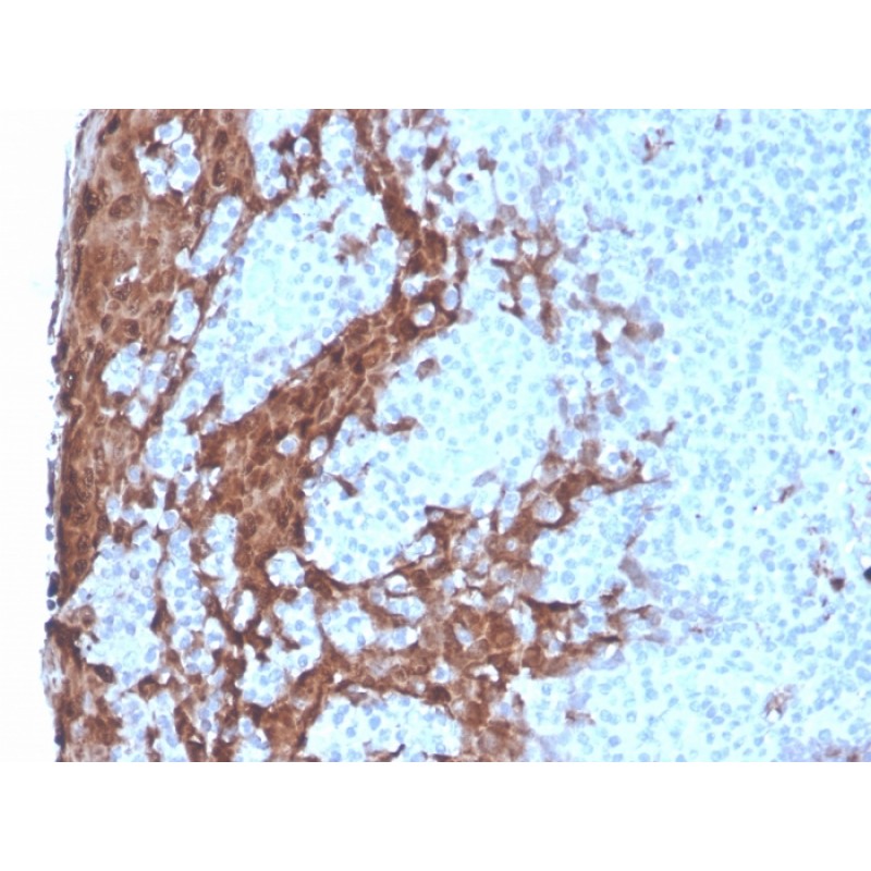 Granulocyte-Colony Stimulating Factor (G-CSF)(rCSF3/900), CF488A conjugate, 0.1mg/mL
