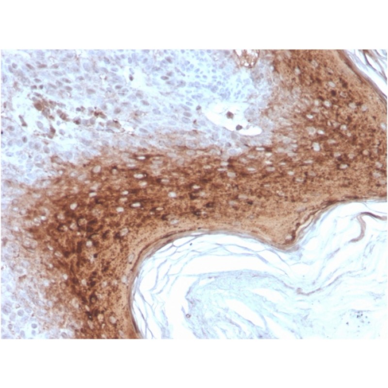 Involucrin (Squamous Cell Terminal Differentiation Marker)(rIVRN/827), CF488A conjugate, 0.1mg/mL