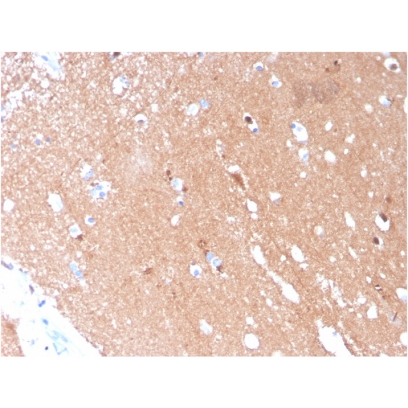 Tubulin beta 3 / TUBB3 (Neuronal & Stem Cell Marker)(TUBB3/3731), CF488A conjugate, 0.1mg/mL