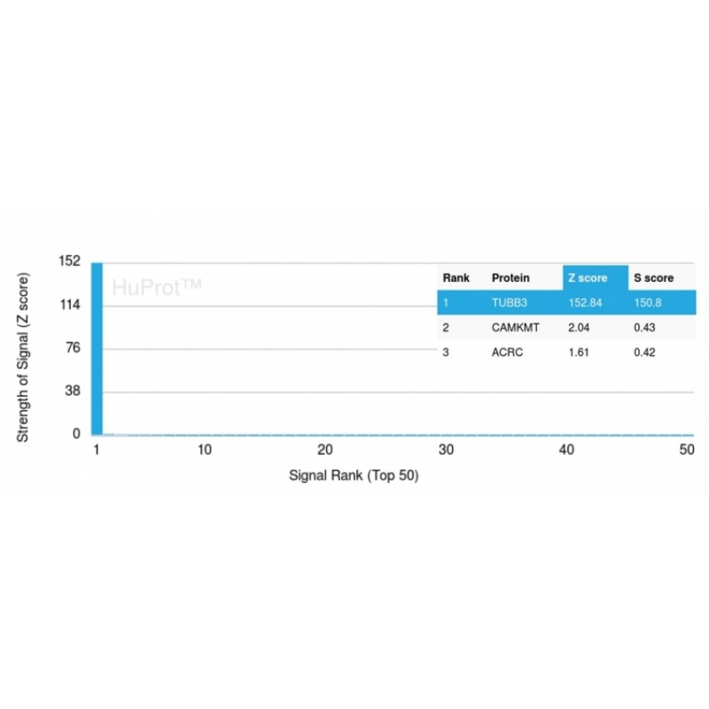 Tubulin beta 3 / TUBB3 (Neuronal & Stem Cell Marker)(TUBB3/3732), CF488A conjugate, 0.1mg/mL