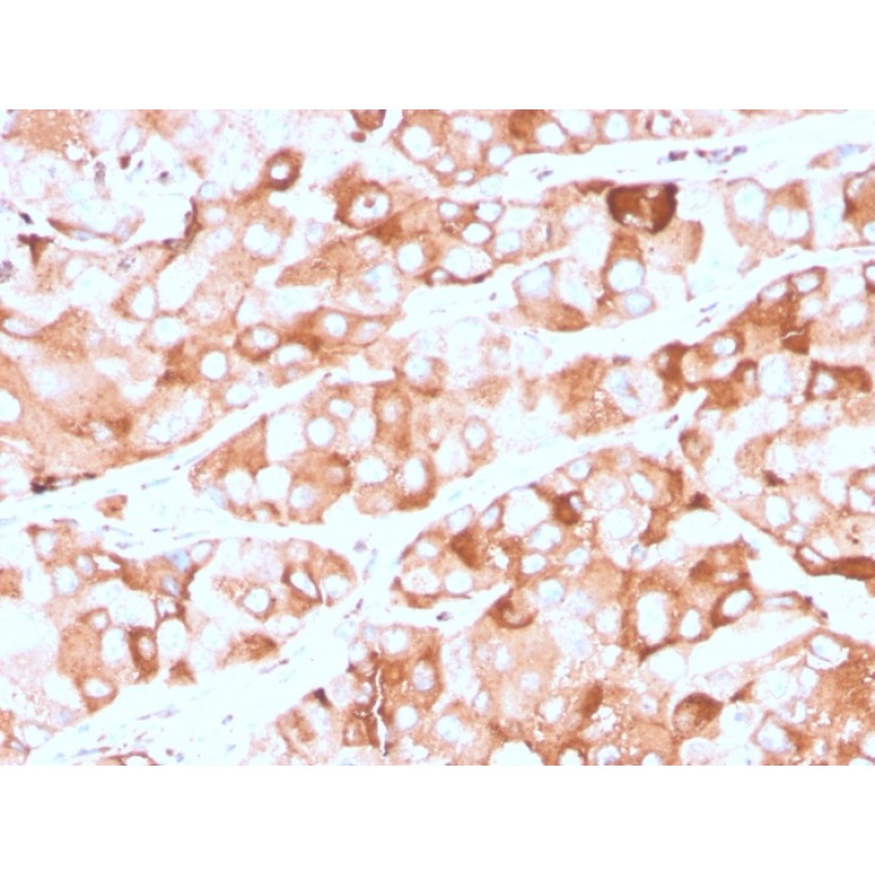 Prolactin Receptor (hPRL Receptor)(rPRLR/742), CF488A conjugate, 0.1mg/mL