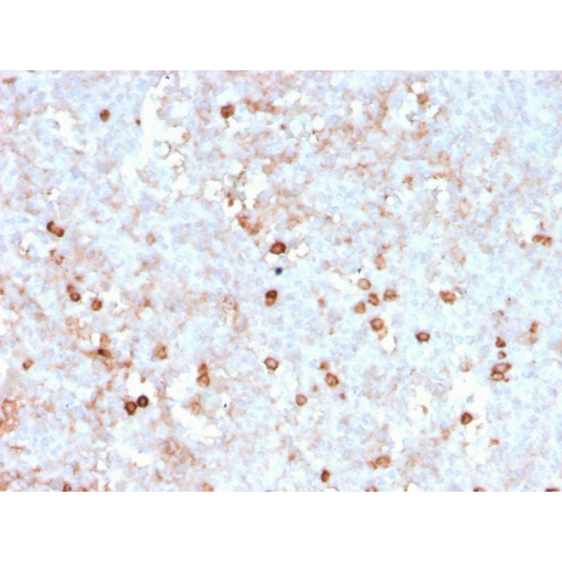 Biotium BNC883788-100, CD14 (Monocyte / Macrophage Marker)(rLPSR/2408), CF488A conjugate, 0.1mg/mL