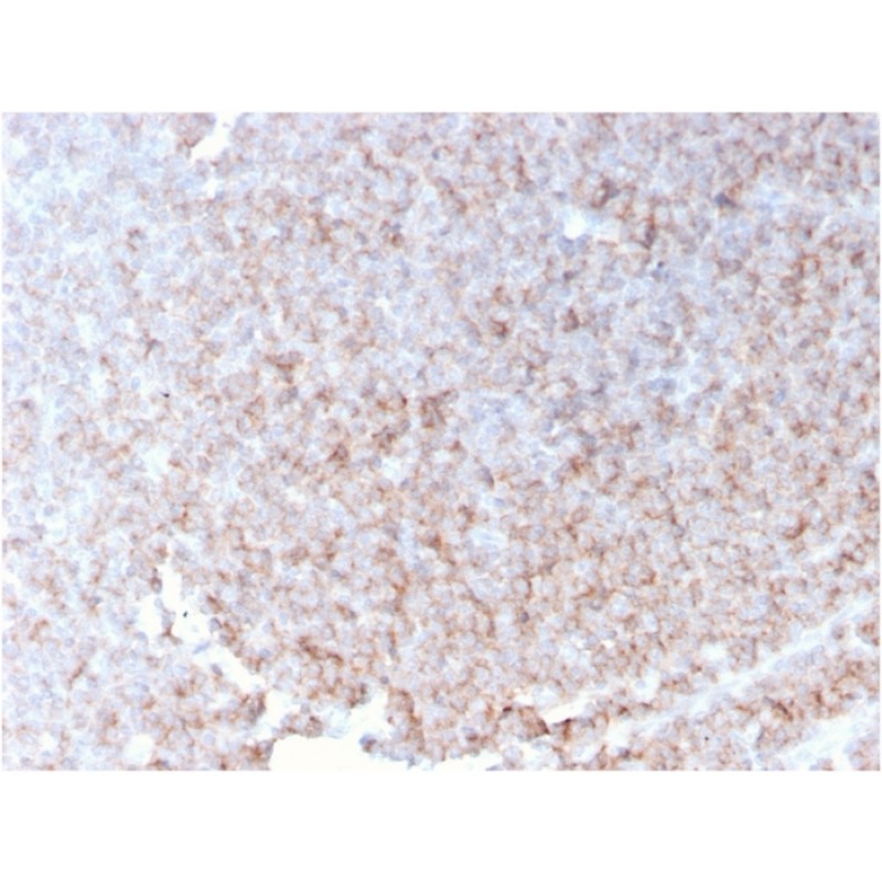 Biotium BNC883789-100, CD21 (Mature B-Cell & Follicular Dendritic Cell Marker)(rCR2/1952), CF488A conjugate, 0.1mg/mL