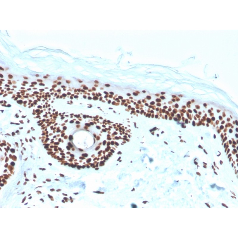 Nucleophosmin (Acute Myeloid Leukemia Marker)(rNPM1/1901), CF488A conjugate, 0.1mg/mL