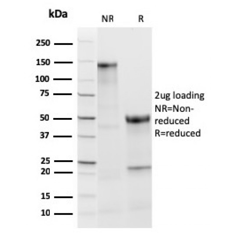 TPO (Thyroid Peroxidase) (Thyroid Marker)(TPO/3813R), CF488A conjugate, 0.1mg/mL