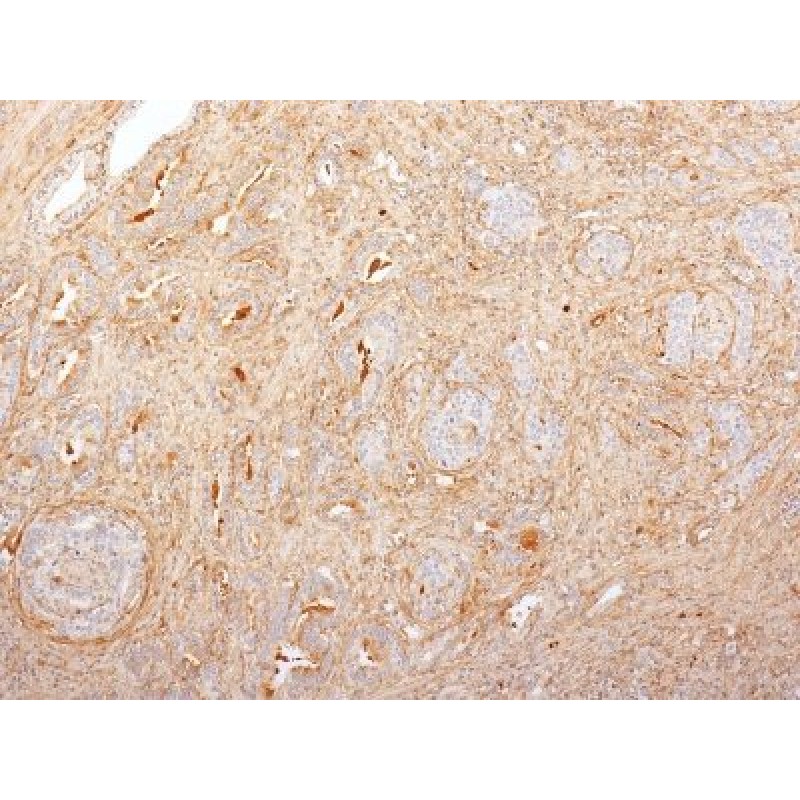 Fibronectin(2755-8), CF594 conjugate, 0.1mg/mL