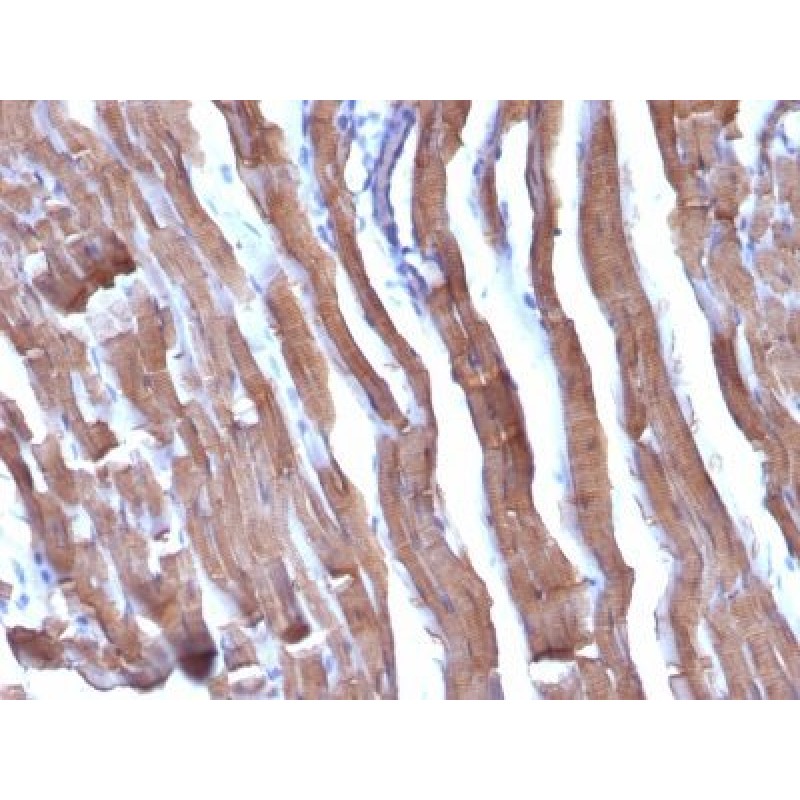 Liver Canuliculi(HSA98), CF594 conjugate, 0.1mg/mL