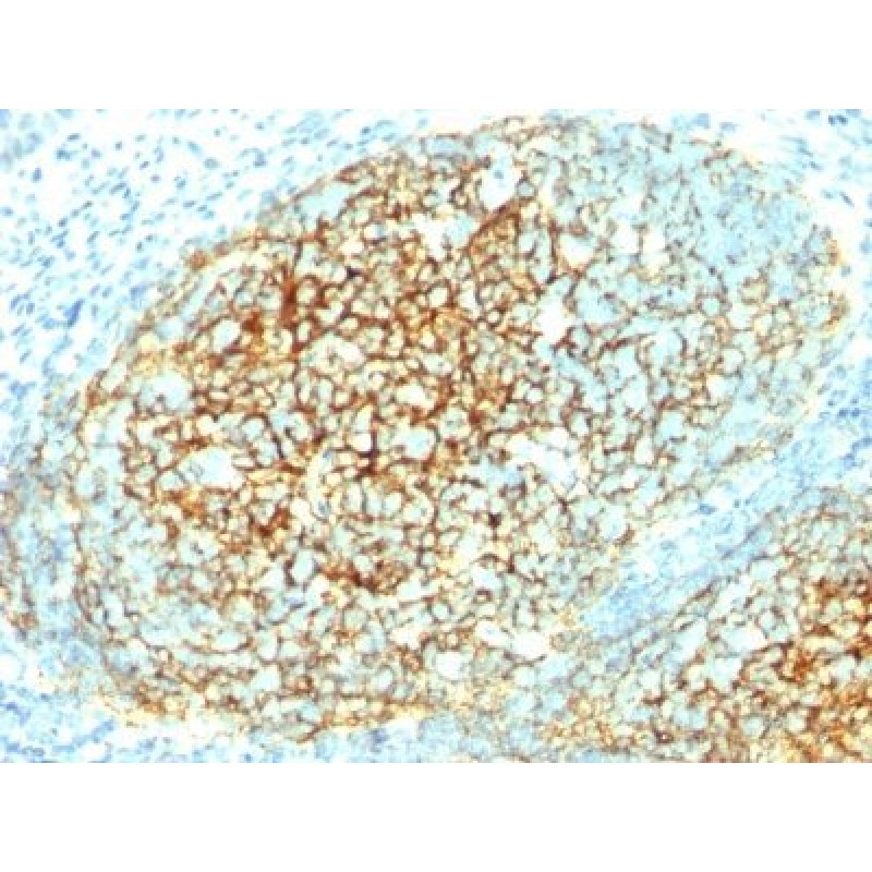 CD106 / VCAM1(1.4C3), CF594 conjugate, 0.1mg/mL