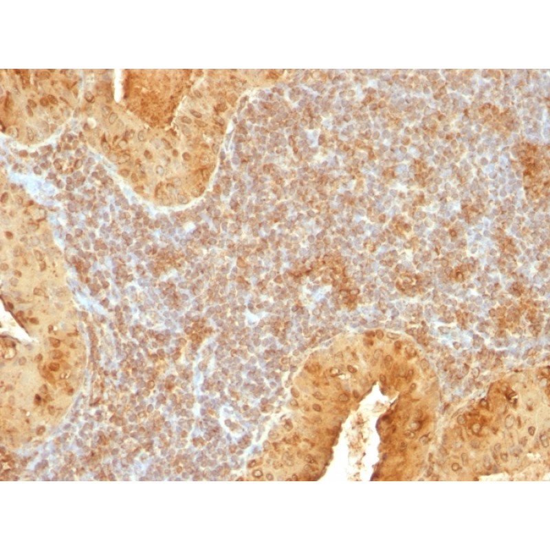 Cytochrome C (Mitochondrial Marker)(7H8.2C12),  CF594 conjugate, 0.1mg/mL