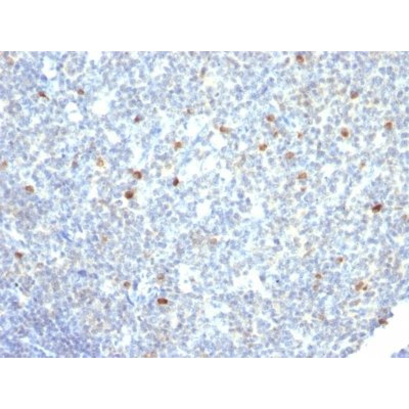IgM Immunoglobulin(IM260), CF594 conjugate, 0.1mg/mL