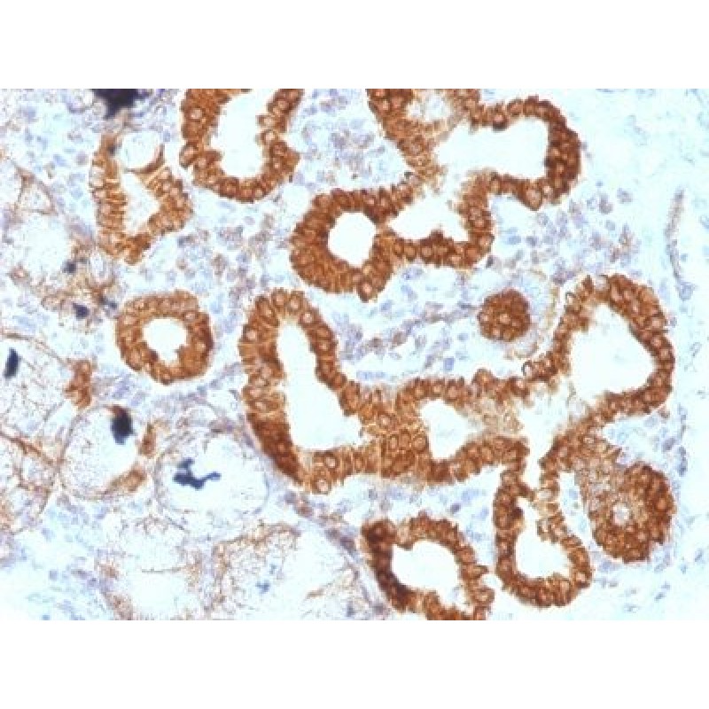 CD95(B-R18), CF594 conjugate, 0.1mg/mL