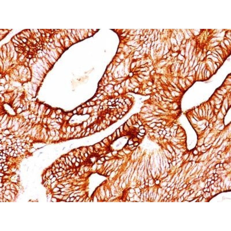 Cytokeratin 8(TS1), CF594 conjugate, 0.1mg/mL