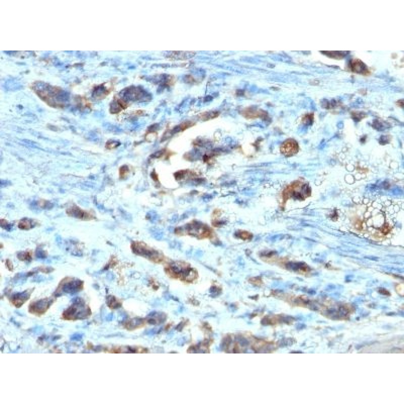 Cdc20(AR12), CF594 conjugate, 0.1mg/mL