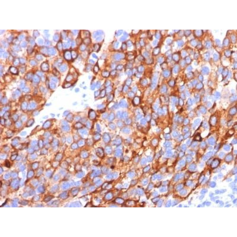 MART-1 / Melan-A(M2-7C10 + M2-9E3 + A103), CF594 conjugate, 0.1mg/mL