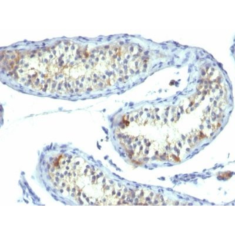 Prolactin Receptor(B6.2), CF594 conjugate, 0.1mg/mL