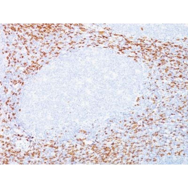 CD8(C8/468 + C8/144B), CF594 conjugate, 0.1mg/mL
