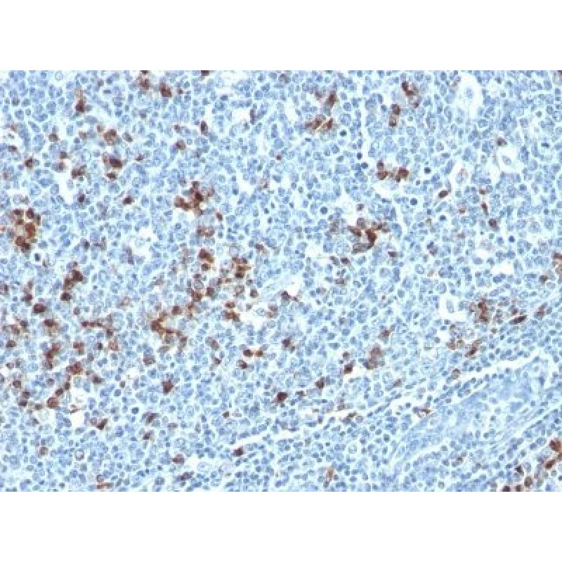 Human Kappa Light Chain(HP6053 + L1C1), CF594 conjugate, 0.1mg/mL