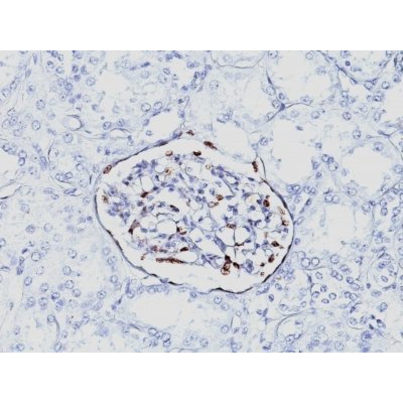 WT1 (Wilm's Tumor 1)(6F-H2), CF594 conjugate, 0.1mg/mL