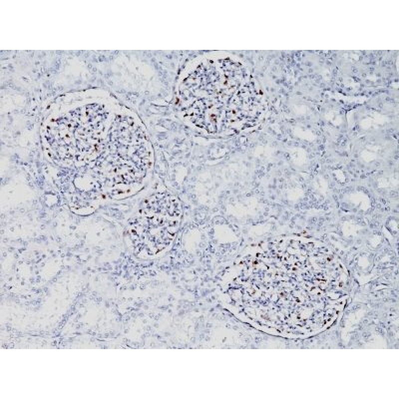 WT1 (Wilm's Tumor 1)(WT1/857), CF594 conjugate, 0.1mg/mL