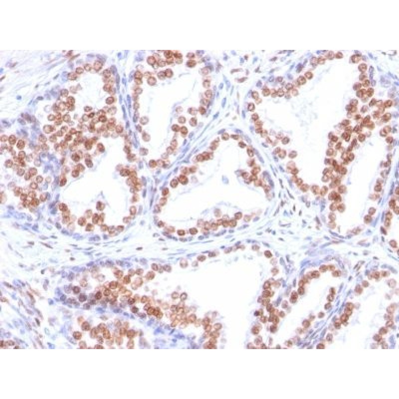 Androgen Receptor(DHTR/882), CF594 conjugate, 0.1mg/mL