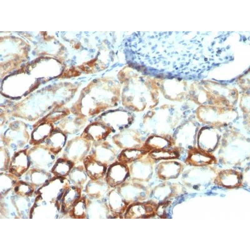Mitochondrial Marker(AE-1), CF594 conjugate, 0.1mg/mL
