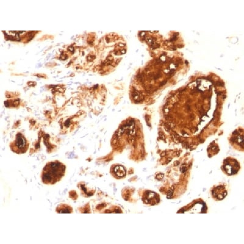 MUC1 / EMA / CD227 (Epithelial Marker) (rMUC1/960),  CF594 conjugate, 0.1mg/mL