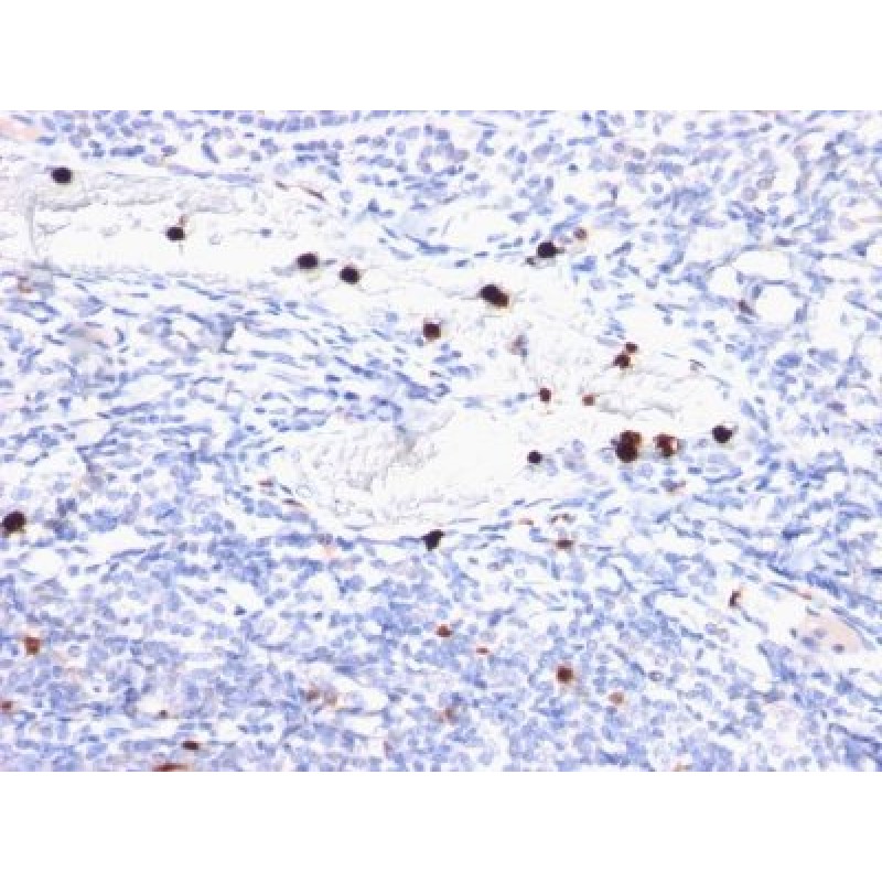 Myeloid-Associated Differentiation Marker(MYADM/972), CF594 conjugate, 0.1mg/mL