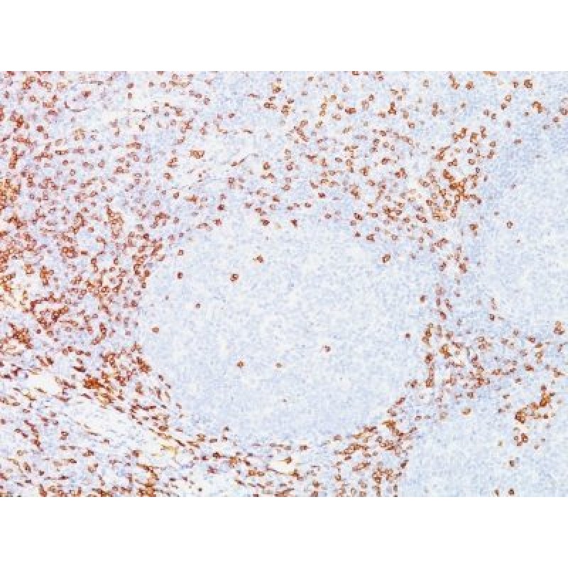 CD7(T3-3A1), CF594 conjugate, 0.1mg/mL