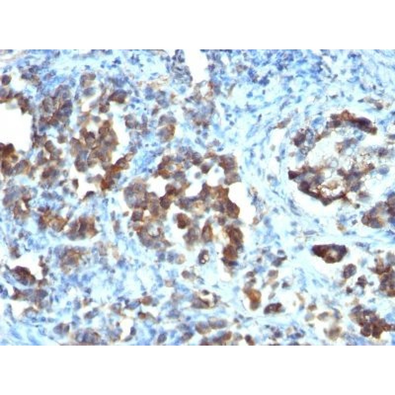 Cdc20(CDC20/1102), CF594 conjugate, 0.1mg/mL