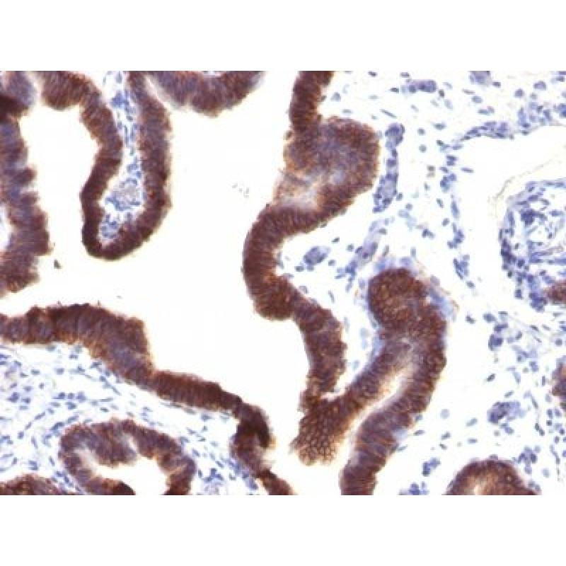 Ep-CAM / CD326(EGP40/1120), CF594 conjugate, 0.1mg/mL