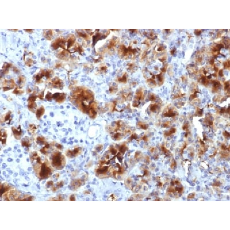 GP2 (Glycoprotein 2) / ZAP75 (GP2/1712), CF594 conjugate, 0.1mg/mL